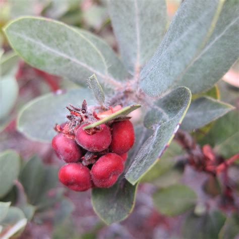 Lost Coast Interpretive Association Manzanita Blooms in Winter - Lost ...