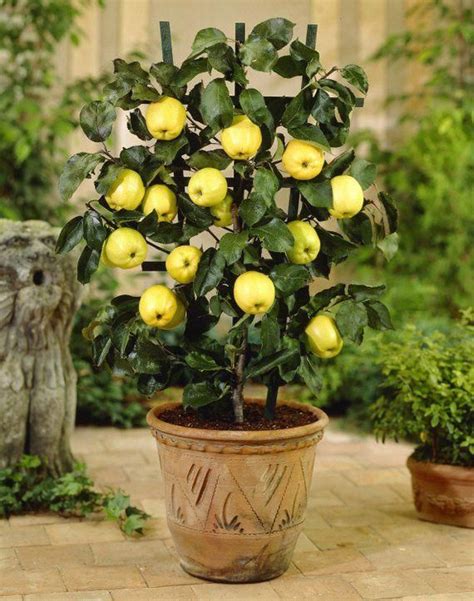 Dwarf Apple Seeds - GOLDEN DELICIOUS - Miniature - Indoor or Outdoor ...