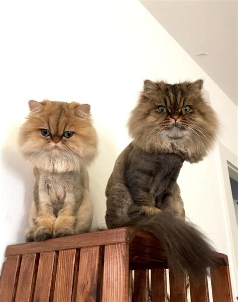 Long Hair Persian Cat Grooming - Pets Lovers