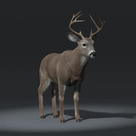 3d white tailed deer fur model