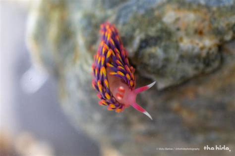 Rare colourful rainbow sea slug uncovered by Falmouth rock pooler