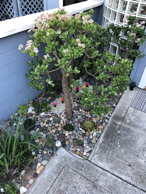 Family photo of my jade garden : r/succulents