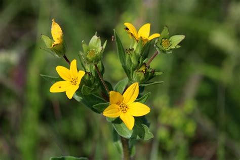Texas Yellow Star Wildflowers 3 Free Stock Photo - Public Domain Pictures
