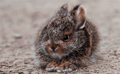 Snowshoe Hare Facts, Habitat, Diet, Call, Adaptations and Pictures