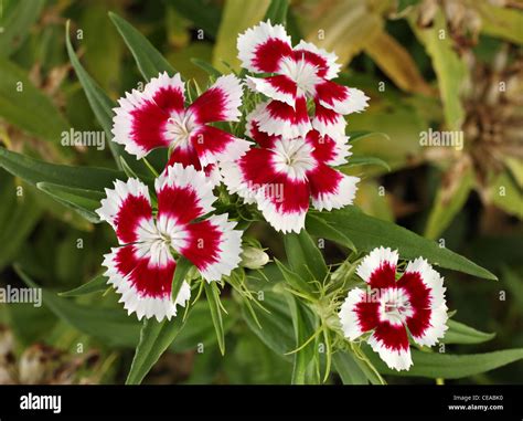 small bunch of brightly colored red and white flowers Stock Photo - Alamy