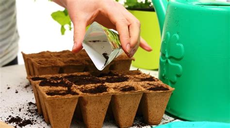 7 Best Indoor Herb Garden Kits Perfect For Urban Homesteading