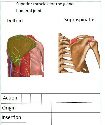 Superior glenohumeral muscles Diagram | Quizlet