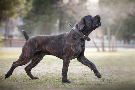 Brindle Boerboel: Facts You Need To Know Before Owning This South ...