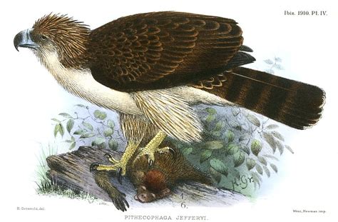 An illustration of a Philippine eagle Drawing by Celestial Images - Fine Art America