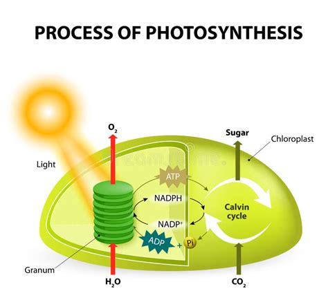 Photosynthèse Stock Illustrations, Vecteurs, & Clipart – (9,680 Stock Illustrations)