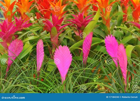 Pink Quill Flowers and Other Bromelia Flowers Stock Image - Image of quill, epiphyte: 17184243