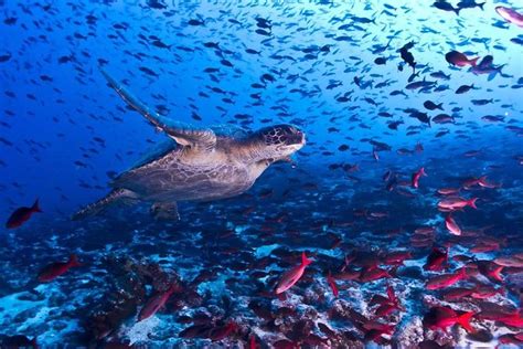 Private Snorkeling Tour of Cahuita National Park in Costa Rica 2024 - Limon