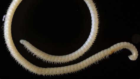 Newsela | Millipedes boast second-highest number of legs of any species on Earth