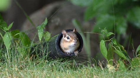 Do Crows Eat Chipmunks? - Backyard Bird Watchers