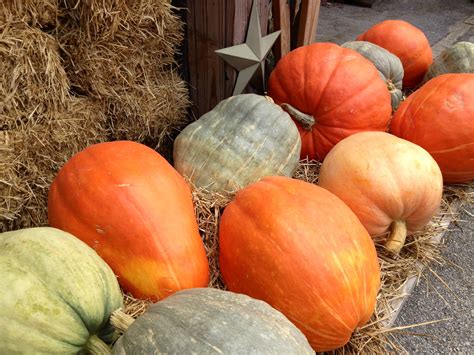 Food or Decoration? Here's Our Heirloom Pumpkin Advice - Wolff's Apple House