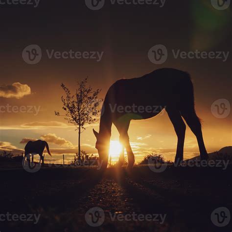 horse silhouette in the sunset 2577886 Stock Photo at Vecteezy