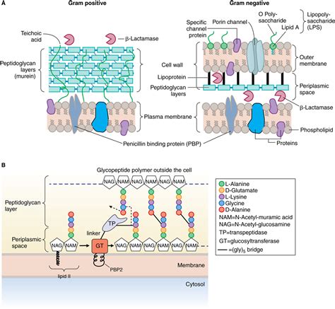 Bacterial Cell Membrane