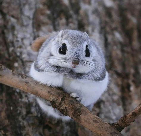 🔥 The Momonga Japanese Dwarf Flying Squirrel from Hokkaido 🔥 : r/NatureIsFuckingLit