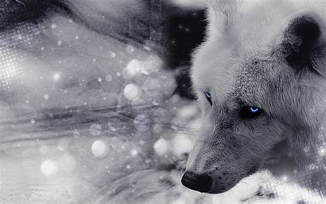 White Wolf with Blue Eyes Wallpapers - 4k, HD White Wolf with Blue Eyes ...