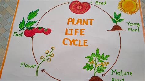 Life Cycle Of A Plant Diagram