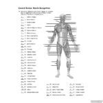 Printable Worksheets Muscle Anatomy | Anatomy Worksheets