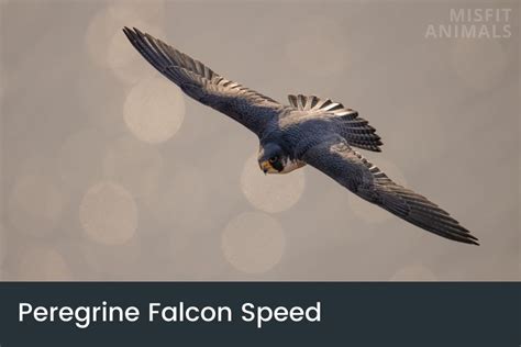 Peregrine Falcon Speed: How Fast Is A Peregrine Falcon?