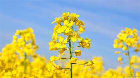 Canola Oil In Dog Food - Pet Food Reviewer