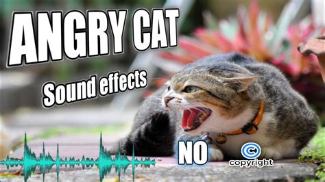 Cat sounds to attract cats | angry cat sound effect without copyright ...