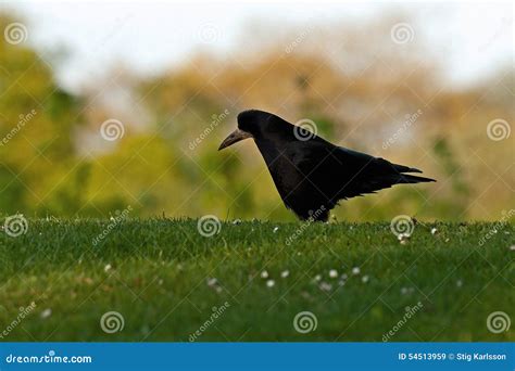 Rook, Corvus frugilegus stock image. Image of billet - 54513959