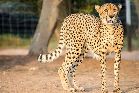 Visiting Decan wildlife refuge in Djibouti | Atlas & Boots