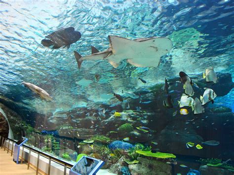 名古屋港水族馆|旅游景点| | AichiNow-爱知旅游官方网站