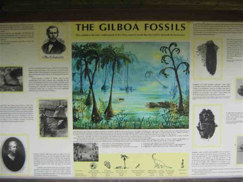 The Gilboa Museum - Devonian Forest Fossils! - A Trip to the Museum ...