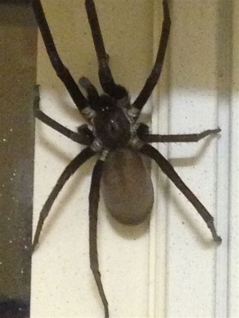 southern house spider vs brown recluse - Dahlia Hanes