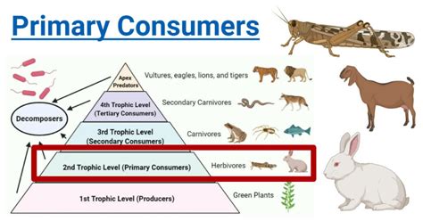 Primary Consumers: Definition, Food Chain, Examples, Roles