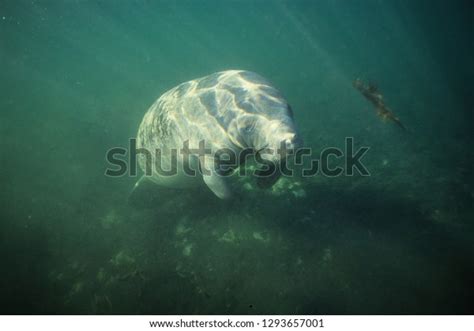 Amazon Manatee in a river