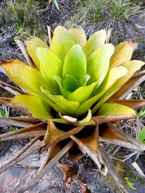 Venezuela: Mt Roraima – Bromeliad Plants on Mt Roraima – Travel2Unlimited