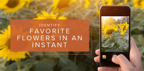 Uk Wild Flower Identification App | Best Flower Site