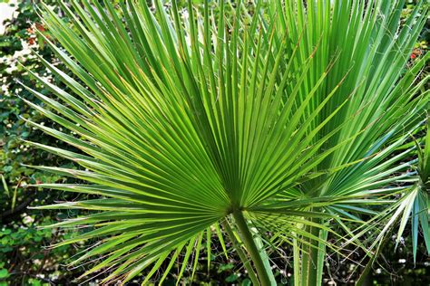 Edit free photo of Palm,leaves,fan,green,concentric - needpix.com