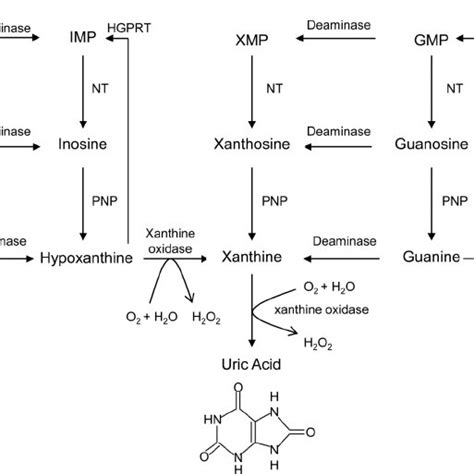 (PDF) Uric Acid, Hyperuricemia and Vascular Diseases