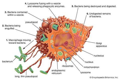 Macrophage | Definition, Biology, & Function | Britannica