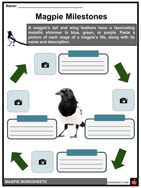 Magpie Diet, Breeding, Species, Facts and Worksheets for Kids