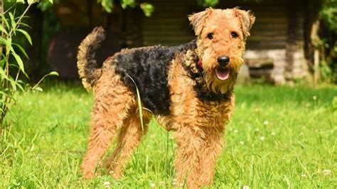 Airedale Terrier Grooming: The Essential Guide with Pictures of Haircuts