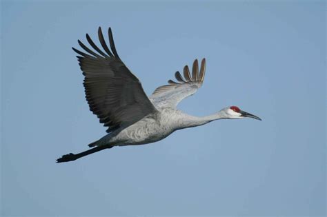 Beautiful crane | Wild Birds | Wild Life