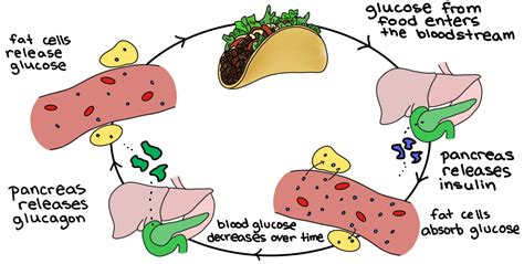 [DIAGRAM] Tree Diagram Real Life Examples - MYDIAGRAM.ONLINE