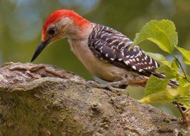 Male Vs Female Woodpecker - Picture ID Guide