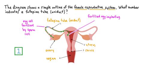 Question Video: Identifying the Oviduct on a Diagram of the Female ...