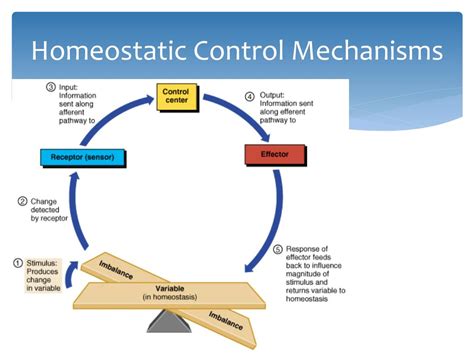 PPT - Homeostasis PowerPoint Presentation, free download - ID:5362923