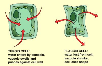 Knowledge Class: Plasmolysis