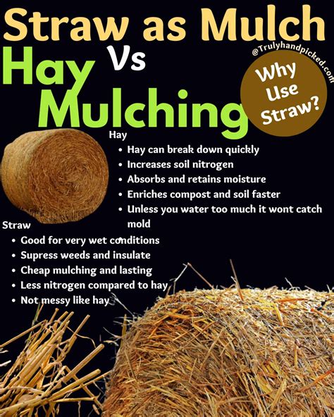 Hay Mulching Vs Straw Mulching: Why Use Straw for Mulching?