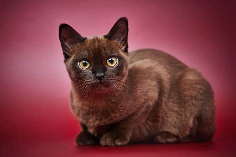 Burmese Cats: The Ultimate Guide to their History, Types ...